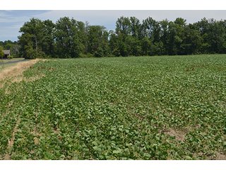 Property photo 114 - LAND AUCTION - 215+/- ACRES OFFERED IN 6 TRACTS IN VAN WERT COUNTY, OHIO